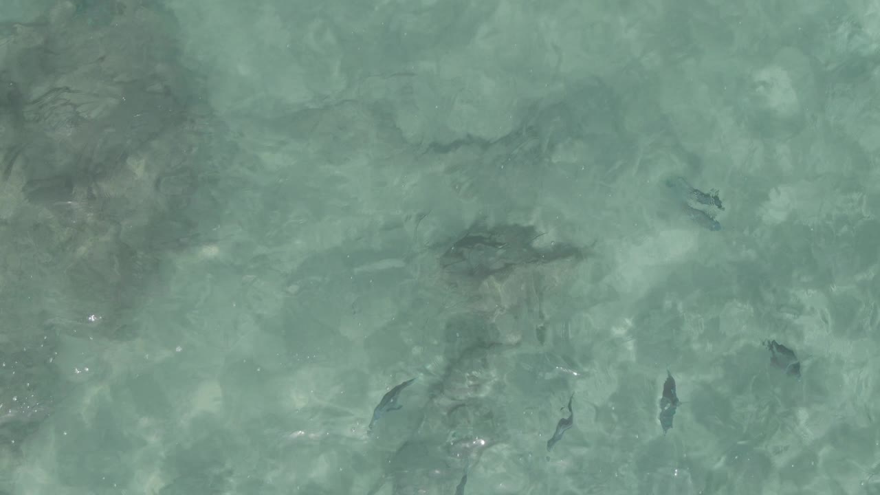 Rippling clear water with scattered fish over rocks