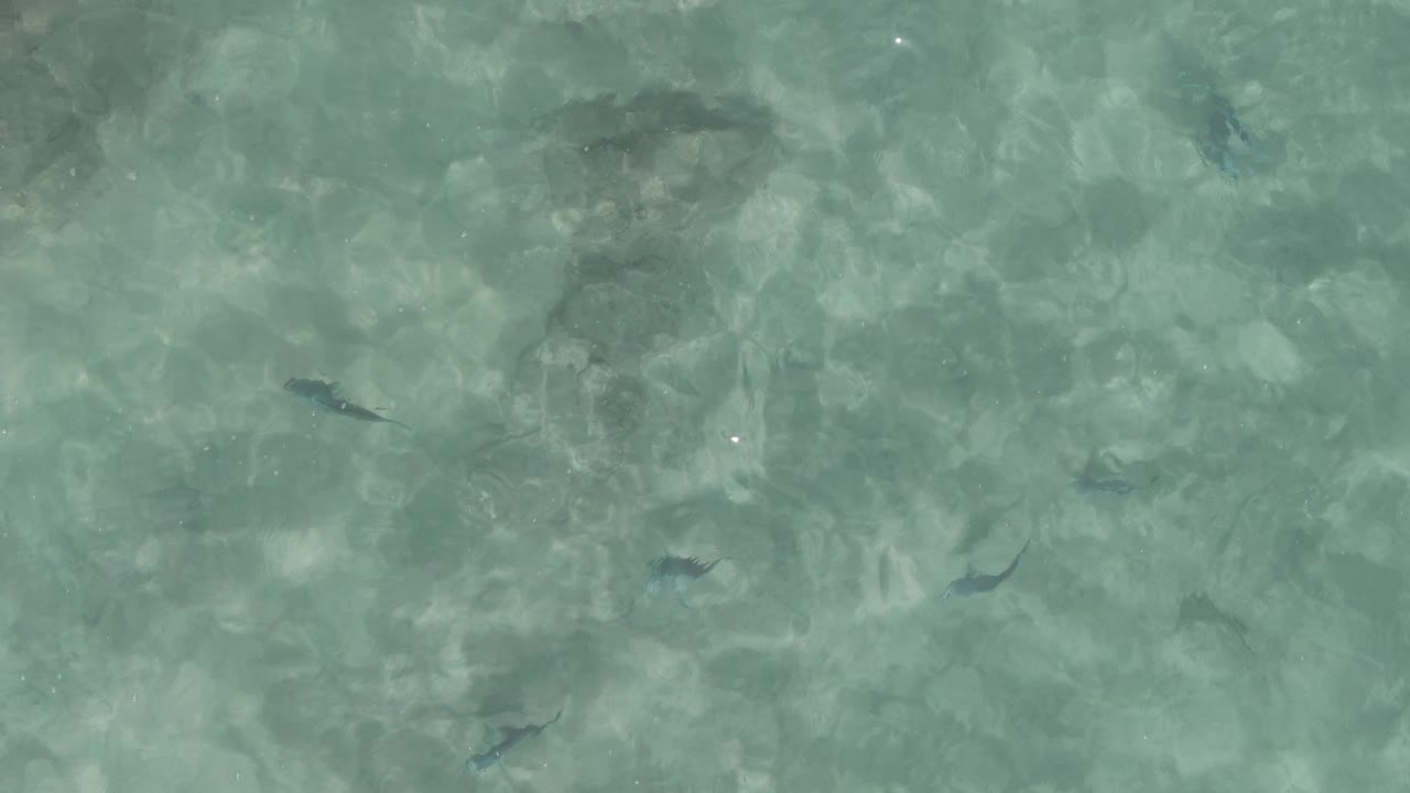 Overhead view of clear shallow water at Playa El Arbolito Cabo Pulmo BCS Mexico with scattered small fish, soft ripples, pale sandy bottom texture, and no visible people.