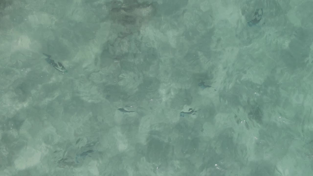 Clear water at Playa El Arbolito Cabo Pulmo BCS Mexico shows several small fish spread across the frame with mottled light reflections and no visible people.
