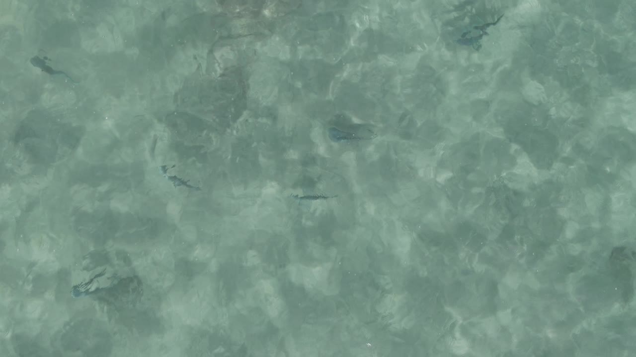 An overhead frame at Playa El Arbolito Cabo Pulmo BCS Mexico shows small dark fish over a pale shallow seabed with green-blue water and no visible people.
