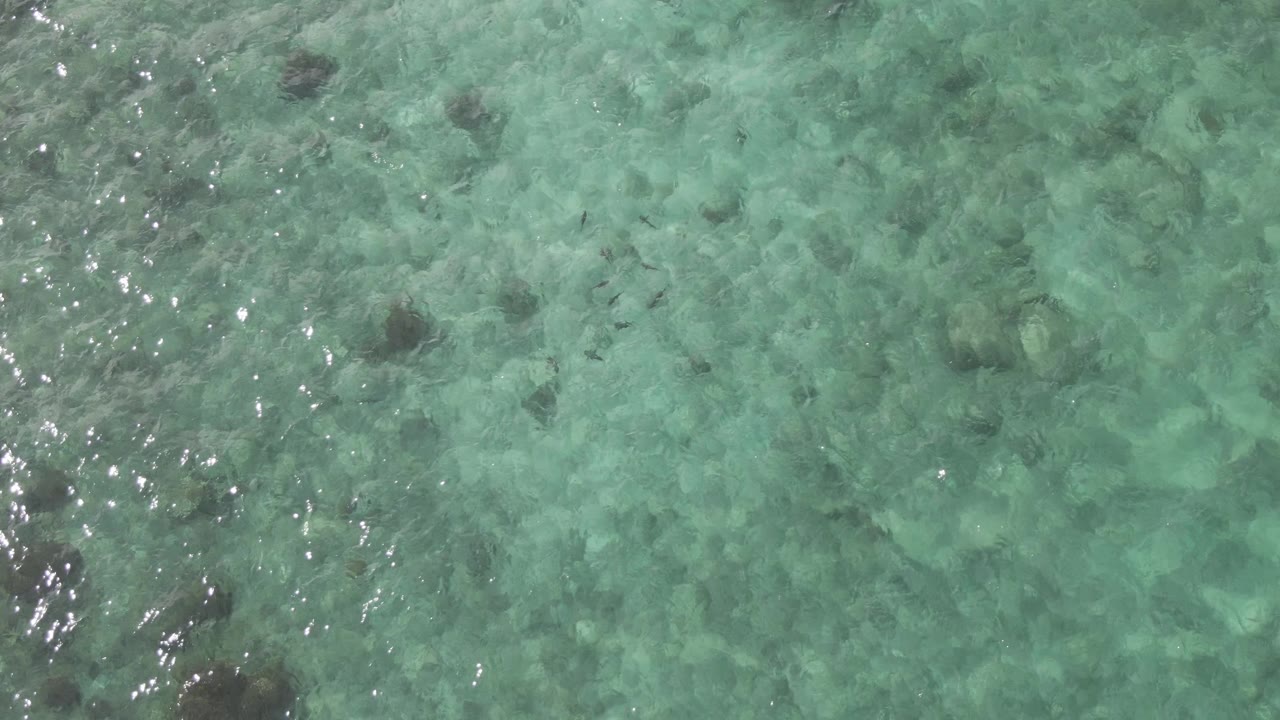 Clear shallow water at Playa El Arbolito Cabo Pulmo, Mexico, shows scattered dark rocks, rippled sunlight, and small fish crossing the frame with no visible people.