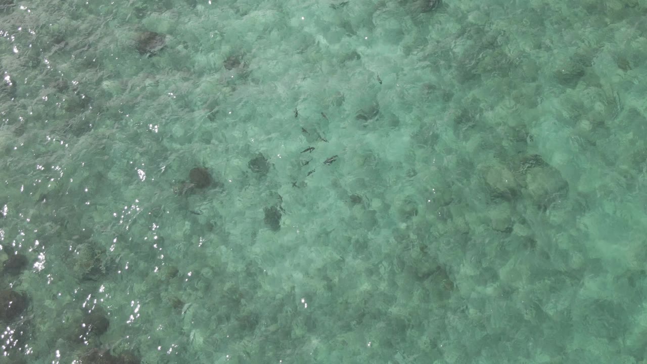 A top-down aerial frame at Playa El Arbolito Cabo Pulmo, Mexico, captures pale turquoise water, submerged rocks, small fish, and bright ripple highlights with no visible people.