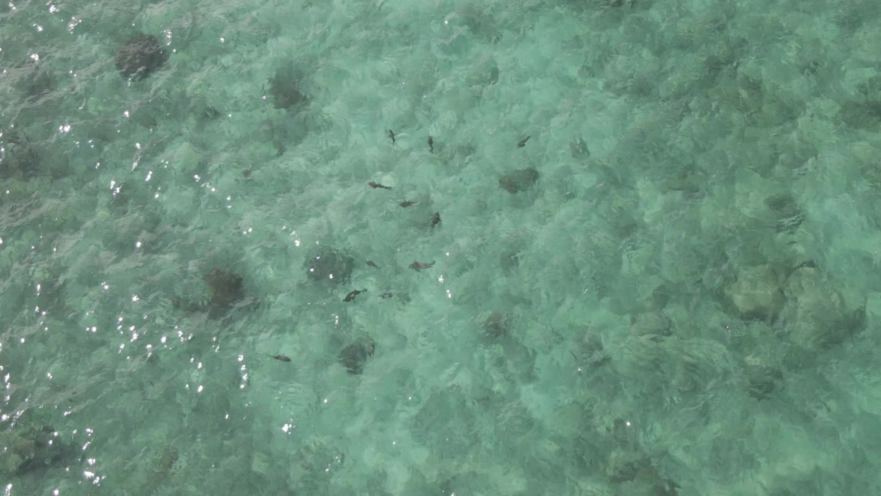 Overhead view at Playa El Arbolito Cabo Pulmo BCS Mexico showing small dark fish scattered over clear turquoise shallow water, rocks visible below, and no visible people.