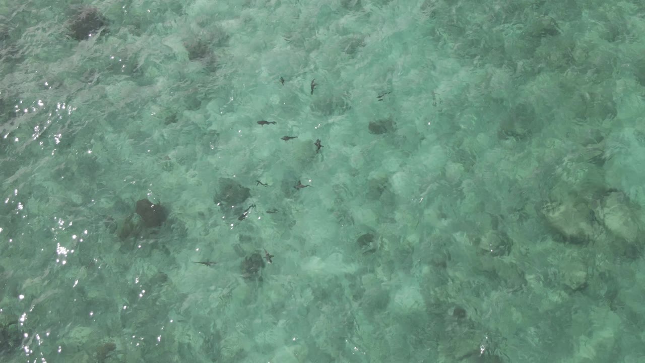 Clear turquoise water at Playa El Arbolito Cabo Pulmo BCS Mexico with fish silhouettes spread across the frame, faint surface ripples, bright sun reflections, and no visible people.