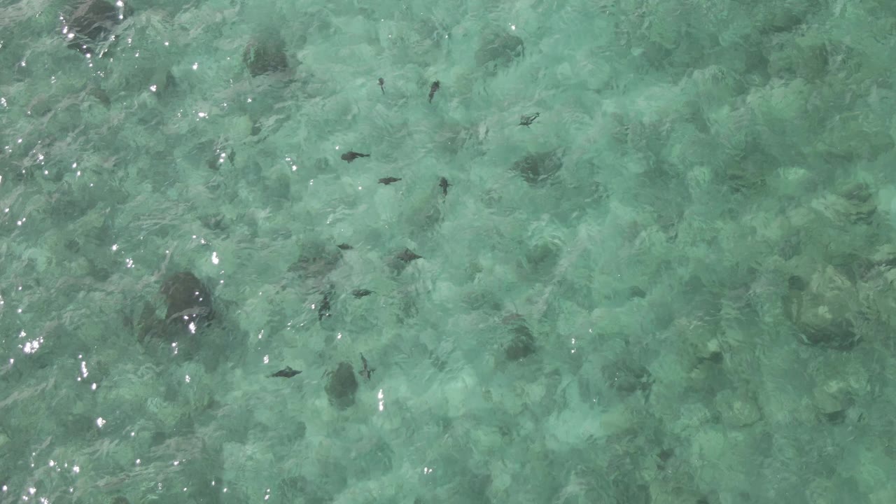 Aerial frame from Playa El Arbolito Cabo Pulmo BCS Mexico showing scattered small fish above a rocky seabed under pale turquoise water, with no shoreline and no visible people.