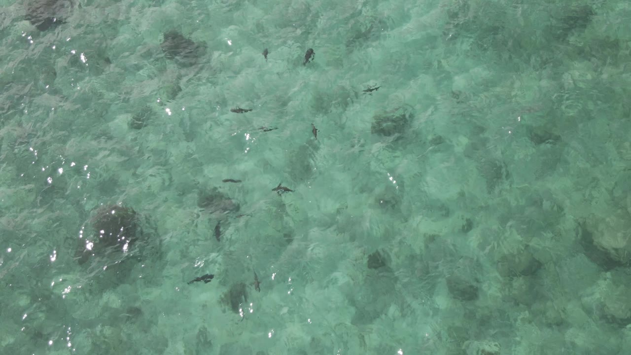 Overhead view at Playa El Arbolito Cabo Pulmo BCS Mexico with darker submerged rock patches, small fish crossing the turquoise water, and no visible people.