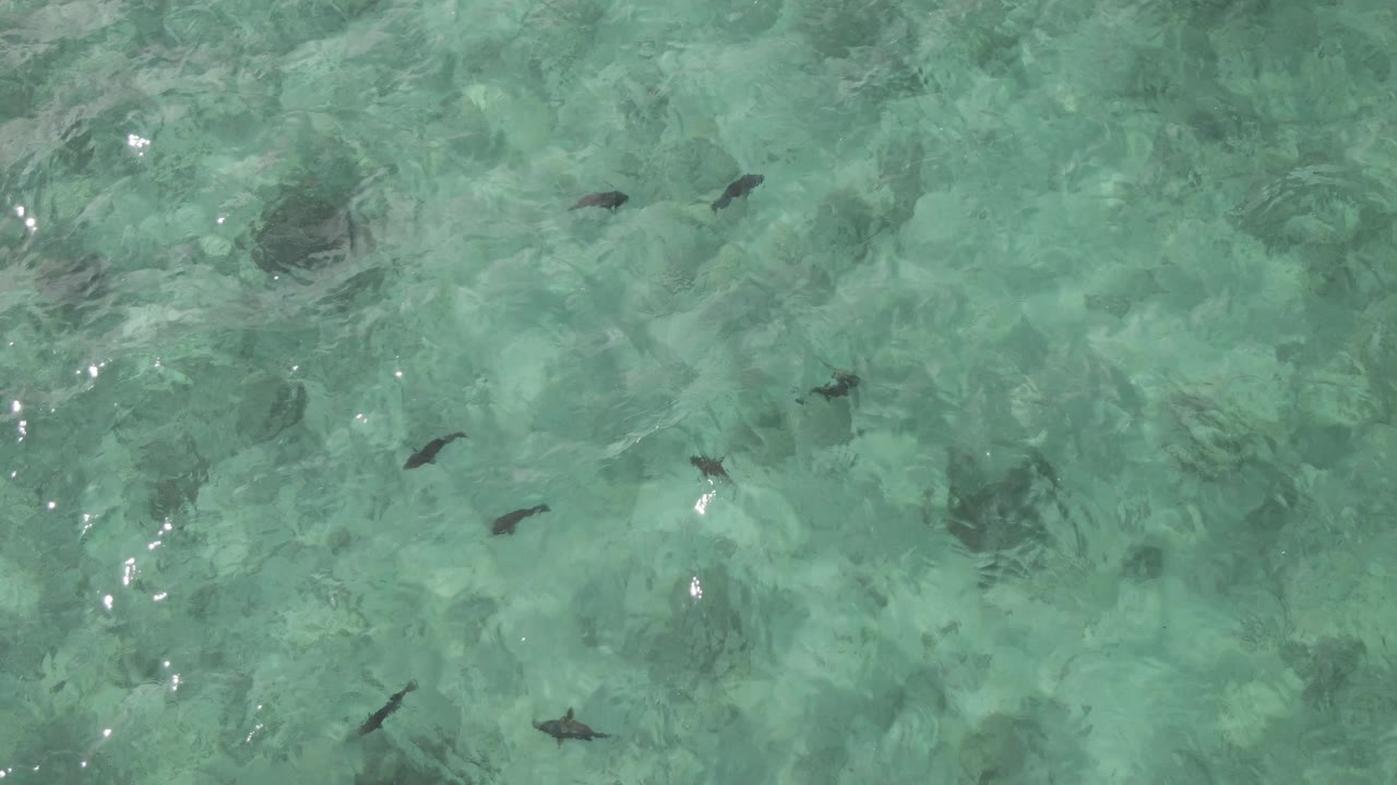 Overhead frame from Playa El Arbolito Cabo Pulmo BCS Mexico showing scattered dark fish in clear turquoise shallows with rippled sunlight and no visible people.