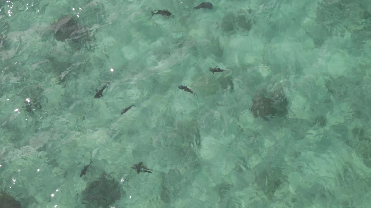 Second overhead frame at Playa El Arbolito Cabo Pulmo BCS Mexico with fish spaced across the upper and lower shallows, mottled seabed patches, and no visible people.