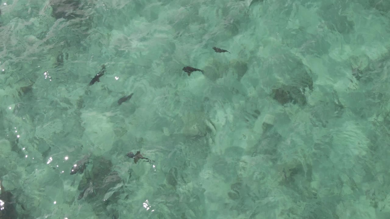 Overhead Playa El Arbolito Cabo Pulmo BCS Mexico frame with small dark fish crossing pale turquoise water, bright sun flecks, and no visible people.