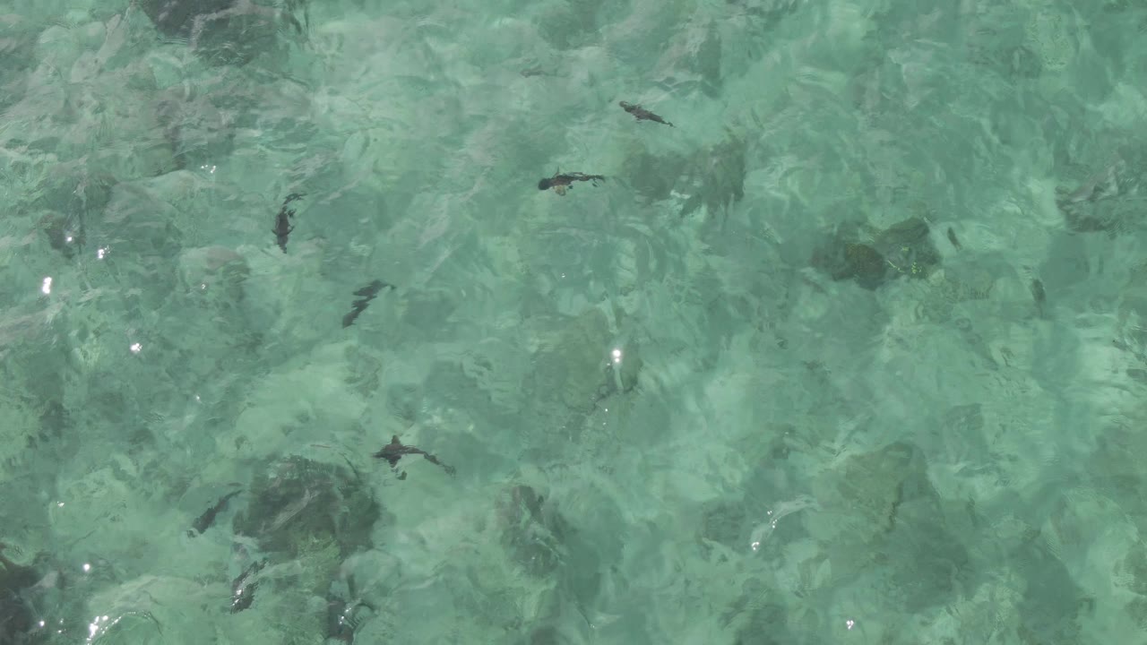 Mid-clip overhead frame from Playa El Arbolito Cabo Pulmo BCS Mexico showing fish silhouettes over green-blue shallows with subtle wave texture and no visible people.