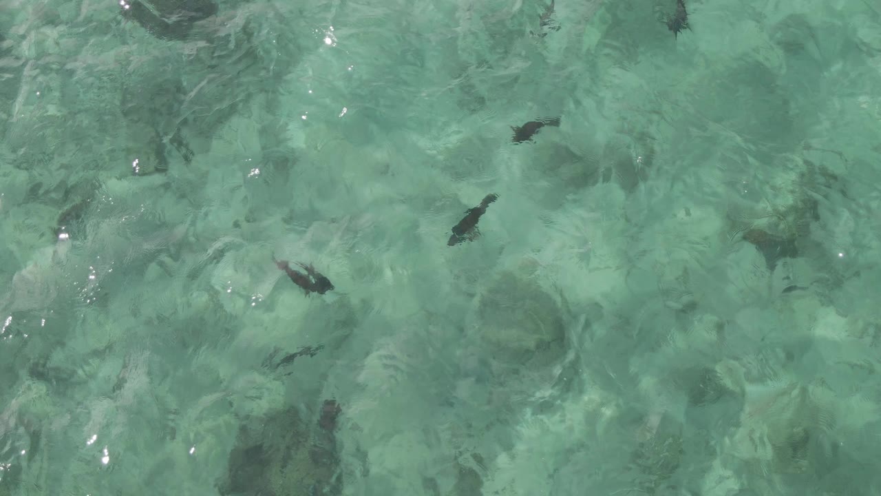 Overhead view at Playa El Arbolito Cabo Pulmo BCS Mexico showing small dark fish scattered beneath clear turquoise water, with no visible people.