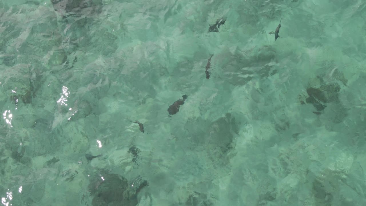 At two seconds, several dark fish appear under transparent green-blue water at Playa El Arbolito Cabo Pulmo BCS Mexico, with no visible people.