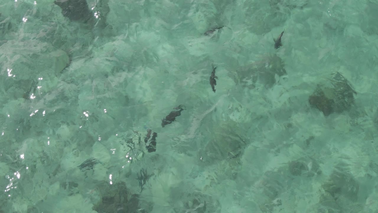 Overhead shallow water view with fish, ripple shadows, and reflective highlights.