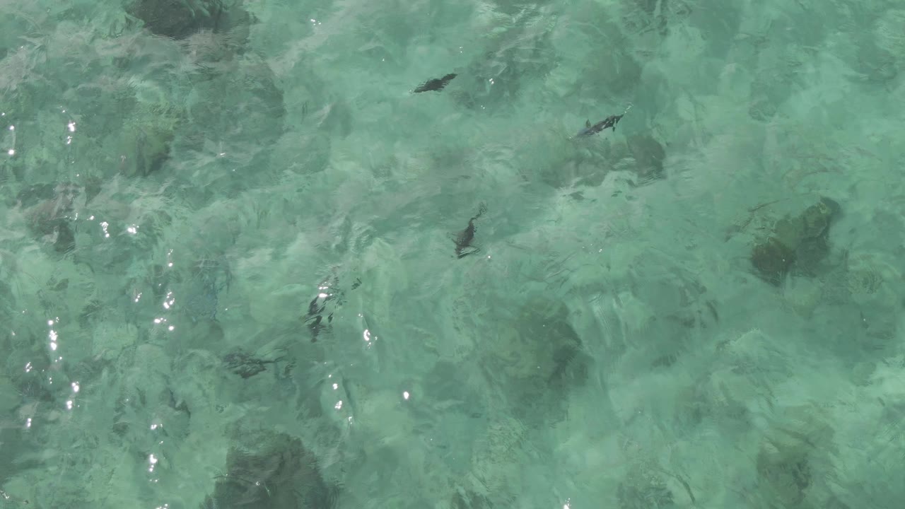 Overhead view at Playa El Arbolito, Cabo Pulmo, Mexico, showing scattered dark fish in clear turquoise water with pale bottom texture and no visible people.