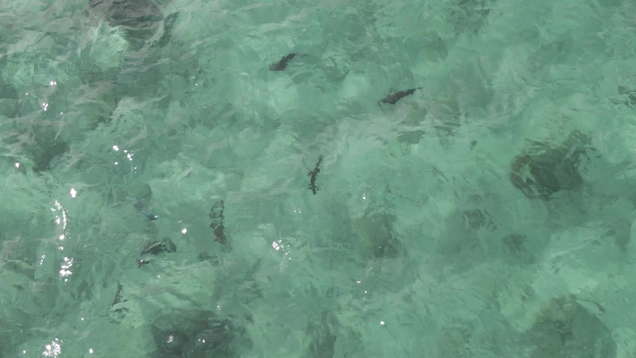 Overhead frame from Playa El Arbolito, Cabo Pulmo, Mexico, with several fish silhouettes crossing rippled turquoise water and no visible people.
