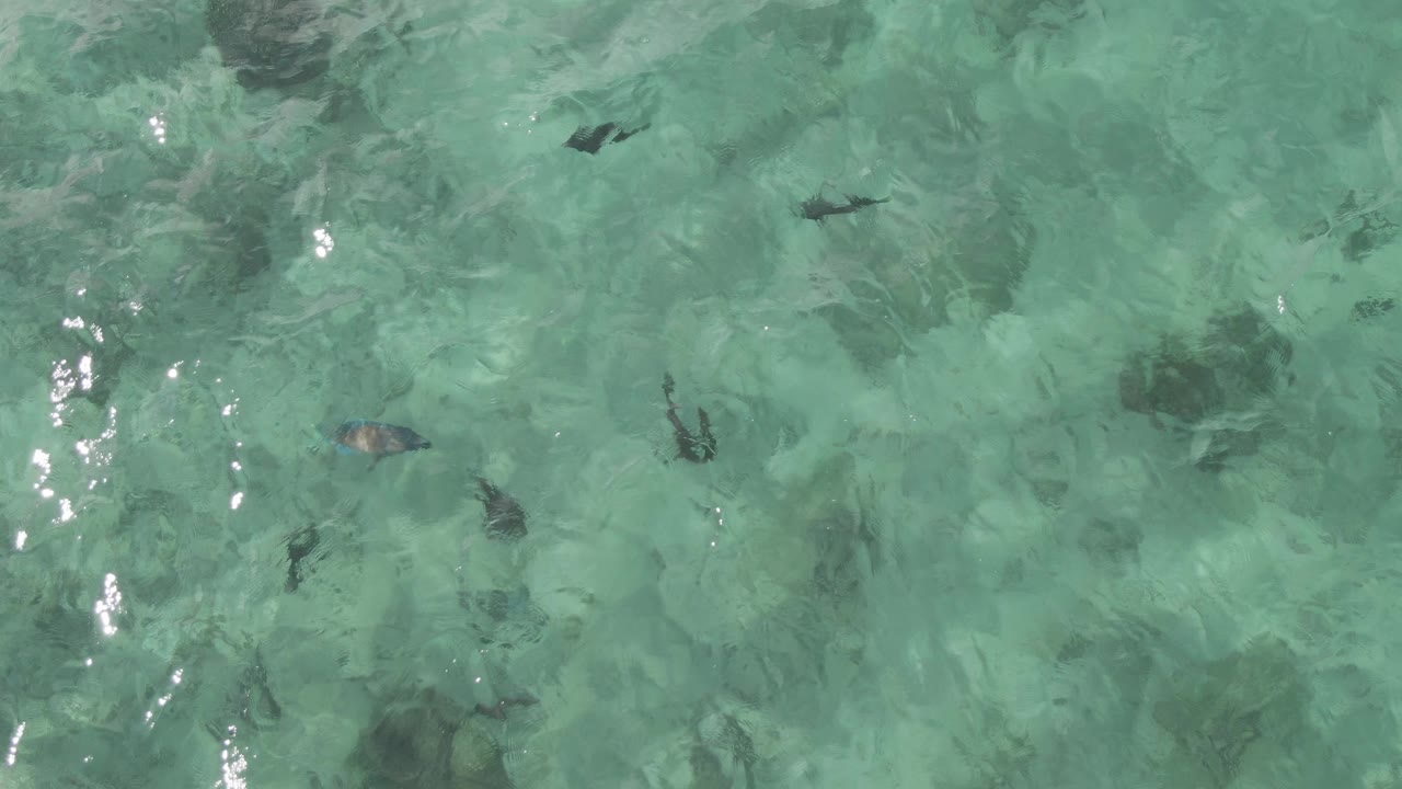 Straight-down view at Playa El Arbolito, Cabo Pulmo, Mexico, where fish appear beneath sunlit turquoise water with mottled bottom detail and no visible people.