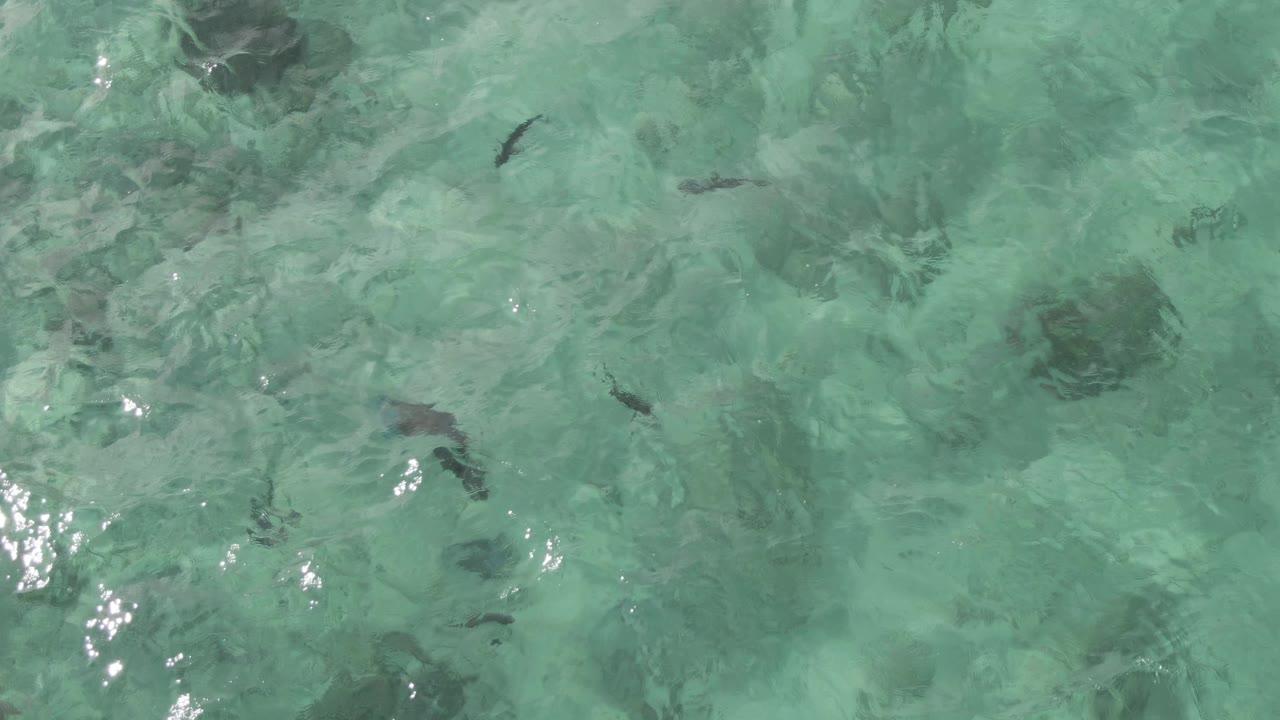 Scattered fish over shallow green-blue water