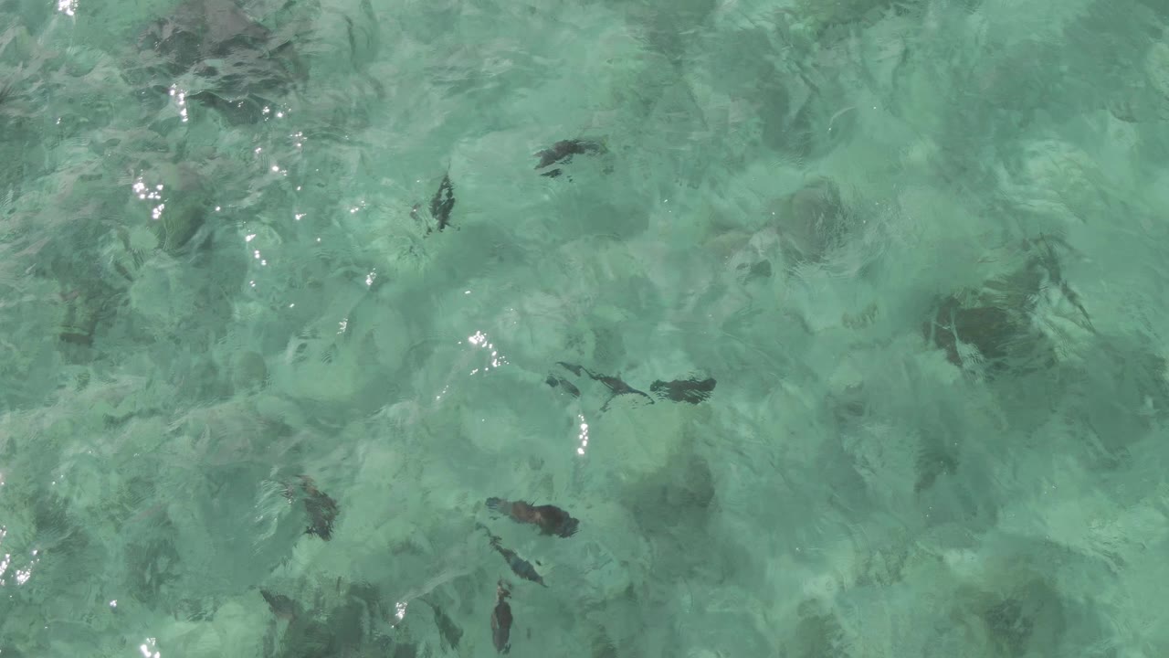 Overhead frame from Playa El Arbolito Cabo Pulmo, Mexico showing scattered dark fish in clear turquoise water with pale seabed texture and no visible people.