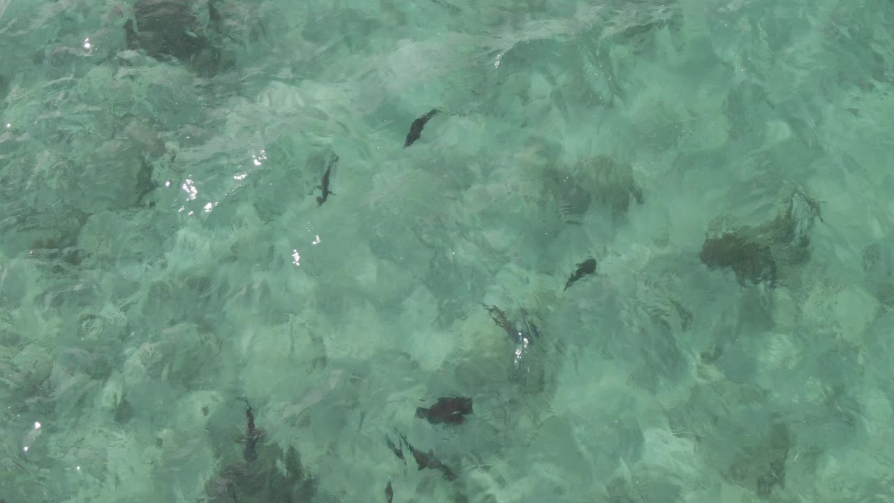 Dark fish over rippled turquoise ocean water