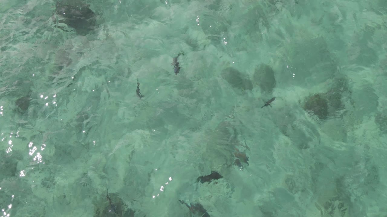 Overhead view at Playa El Arbolito Cabo Pulmo, Mexico with fish silhouettes over a visible shallow seabed and brighter sun flecks near the center, no visible people.