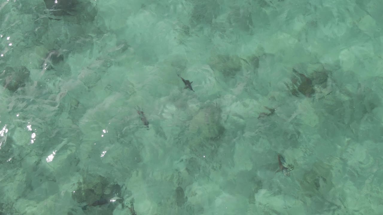 Overhead frame from Playa El Arbolito Cabo Pulmo BCS Mexico showing scattered dark fish in clear turquoise water above rocky coral texture, with no visible people.