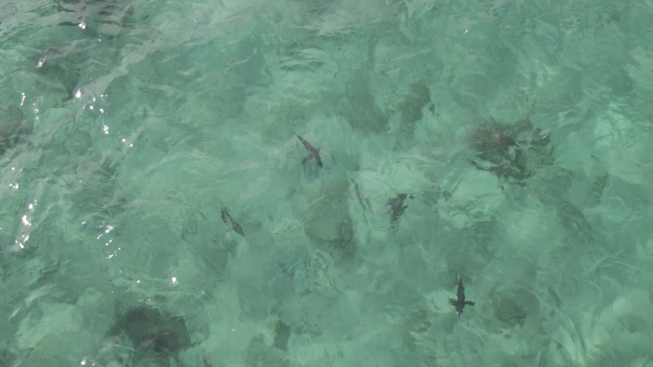 At 0:01, several fish silhouettes sit across the upper water view at Playa El Arbolito Cabo Pulmo BCS Mexico, with pale seabed texture and no visible people.