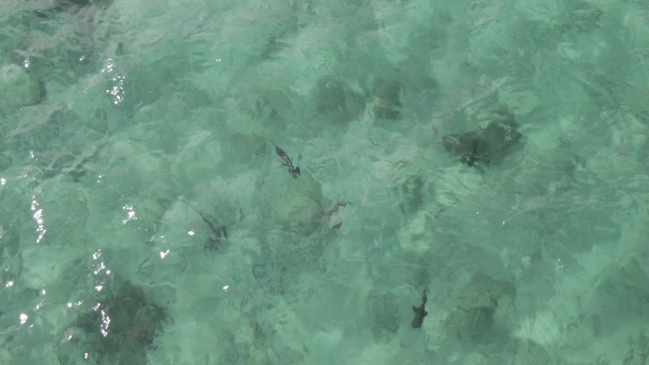 At 0:02, fish appear between bright surface reflections in clear turquoise water over uneven rocks and coral at Playa El Arbolito Cabo Pulmo BCS Mexico, with no visible people.