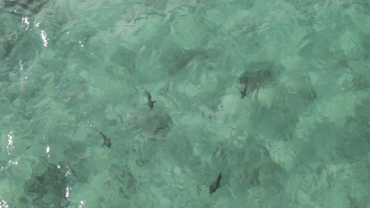 Scattered fish above a mottled seabed in shallow turquoise water.
