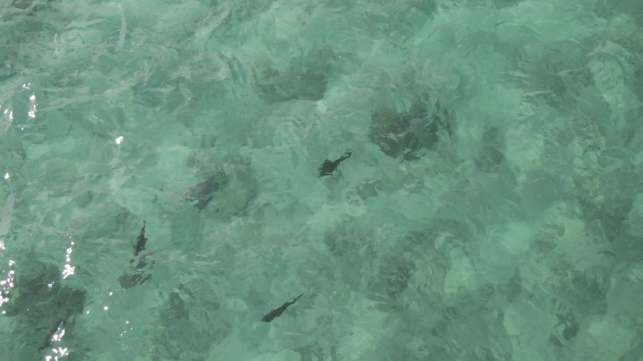 Overhead frame from Playa El Arbolito Cabo Pulmo, Mexico, showing scattered dark fish beneath rippled turquoise water with no visible people.