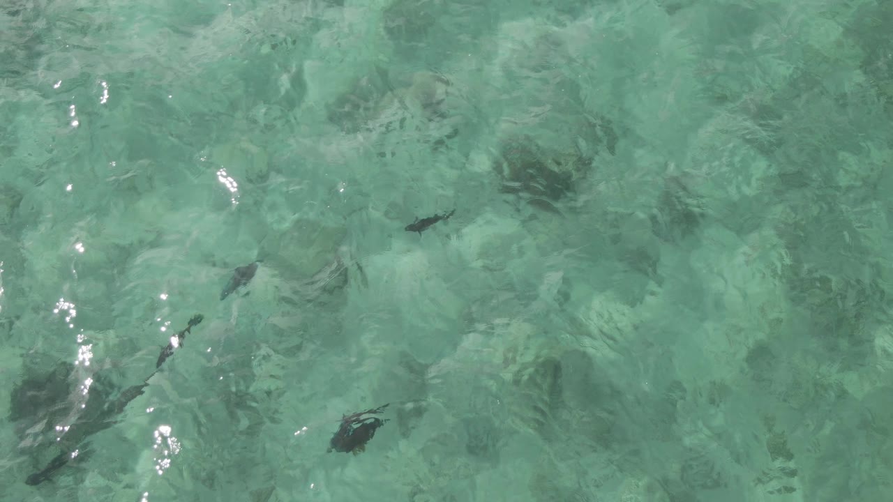 Aerial view at Playa El Arbolito Cabo Pulmo, Mexico, with fish spread across shallow turquoise water and bright reflected highlights near the surface, no visible people.