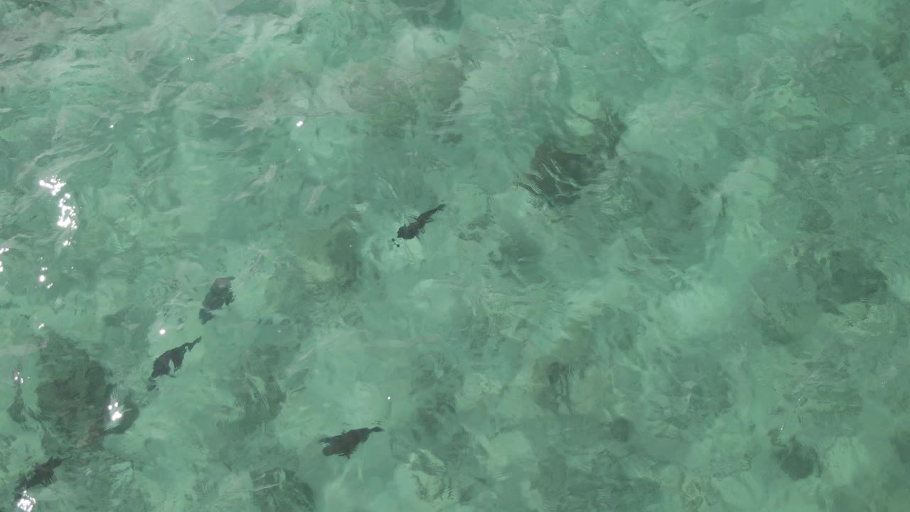 Top-down Playa El Arbolito Cabo Pulmo frame with several dark fish visible through green-blue shallow water and mottled seabed detail, no visible people.