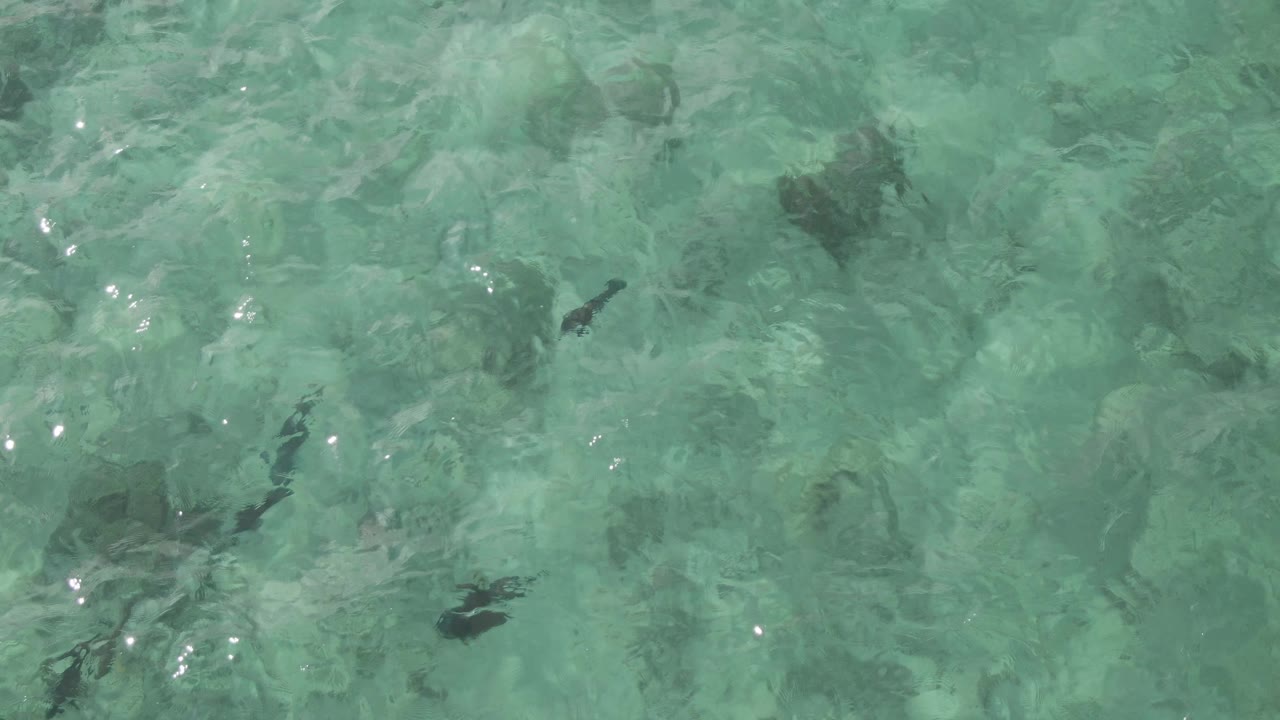 Fish swimming over pale seabed in turquoise water