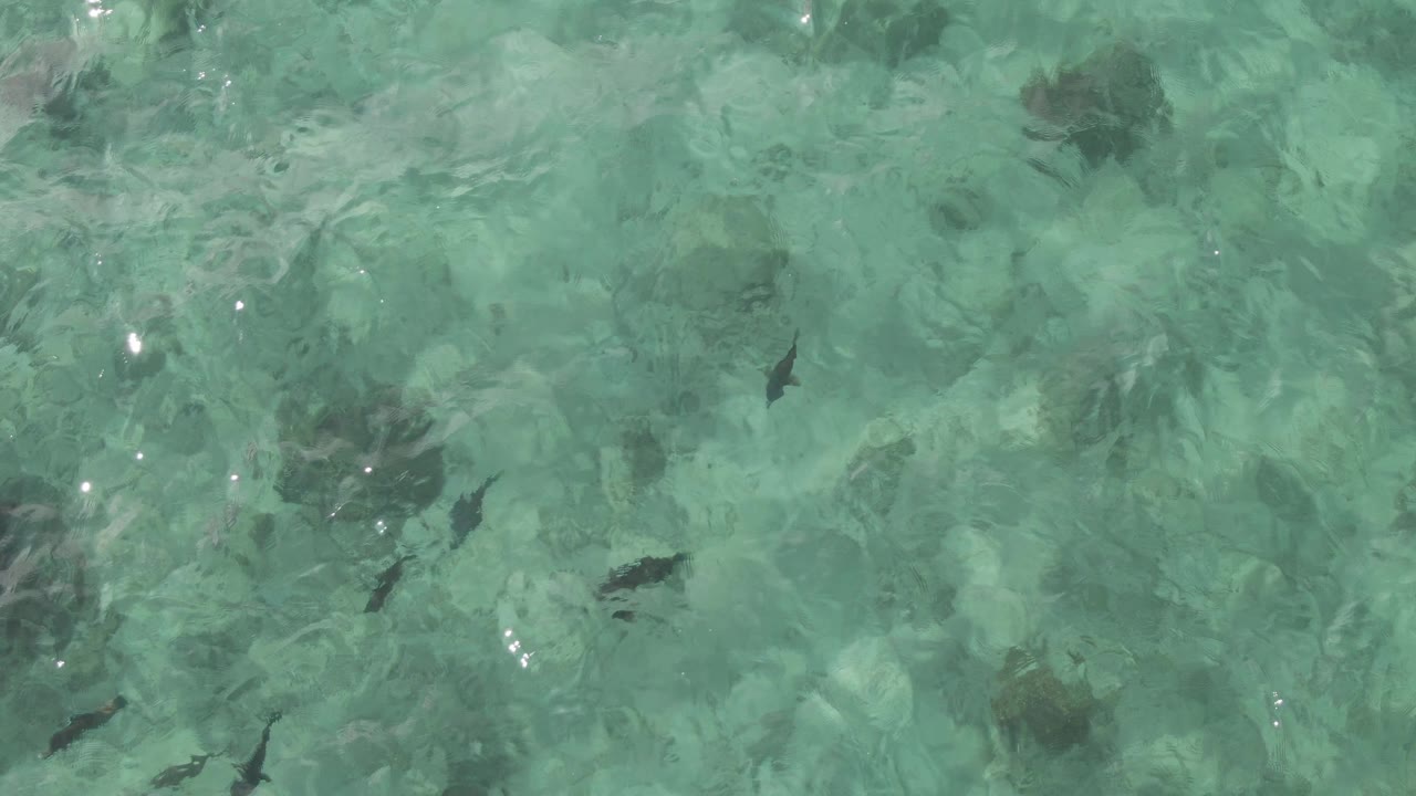 Turquoise water with fish and submerged rocks