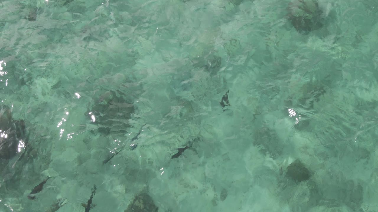 Clear shallow water at Playa El Arbolito Cabo Pulmo BCS Mexico shows scattered fish silhouettes, pale seabed, darker rocks, and no visible people.