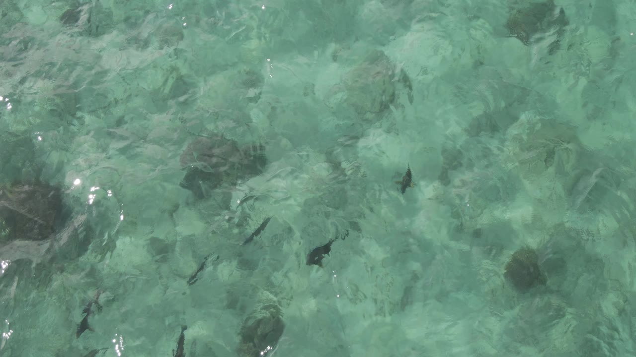 At Playa El Arbolito Cabo Pulmo BCS Mexico, sun glints appear on rippled turquoise water while fish pass over broad dark rocks, with no visible people.