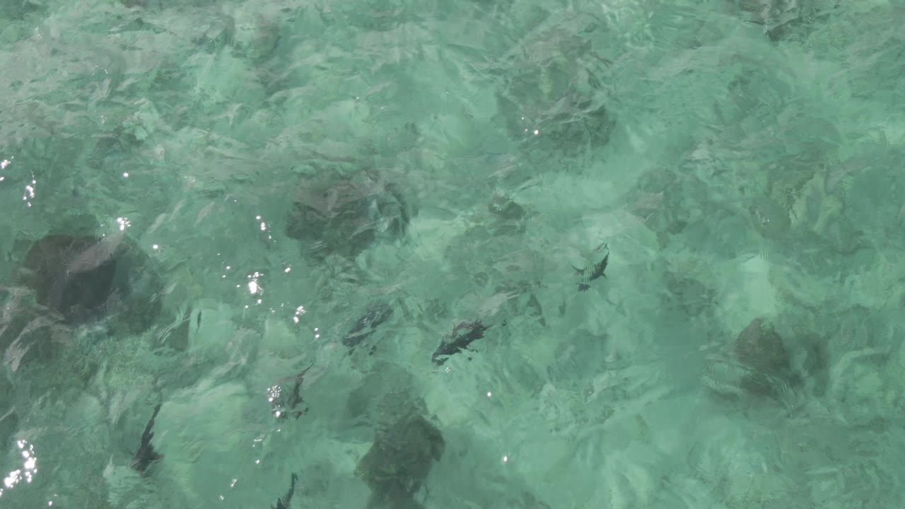 Overhead frame from Playa El Arbolito Cabo Pulmo BCS Mexico showing dark fish near larger submerged rocks in green-blue water, with no visible people.