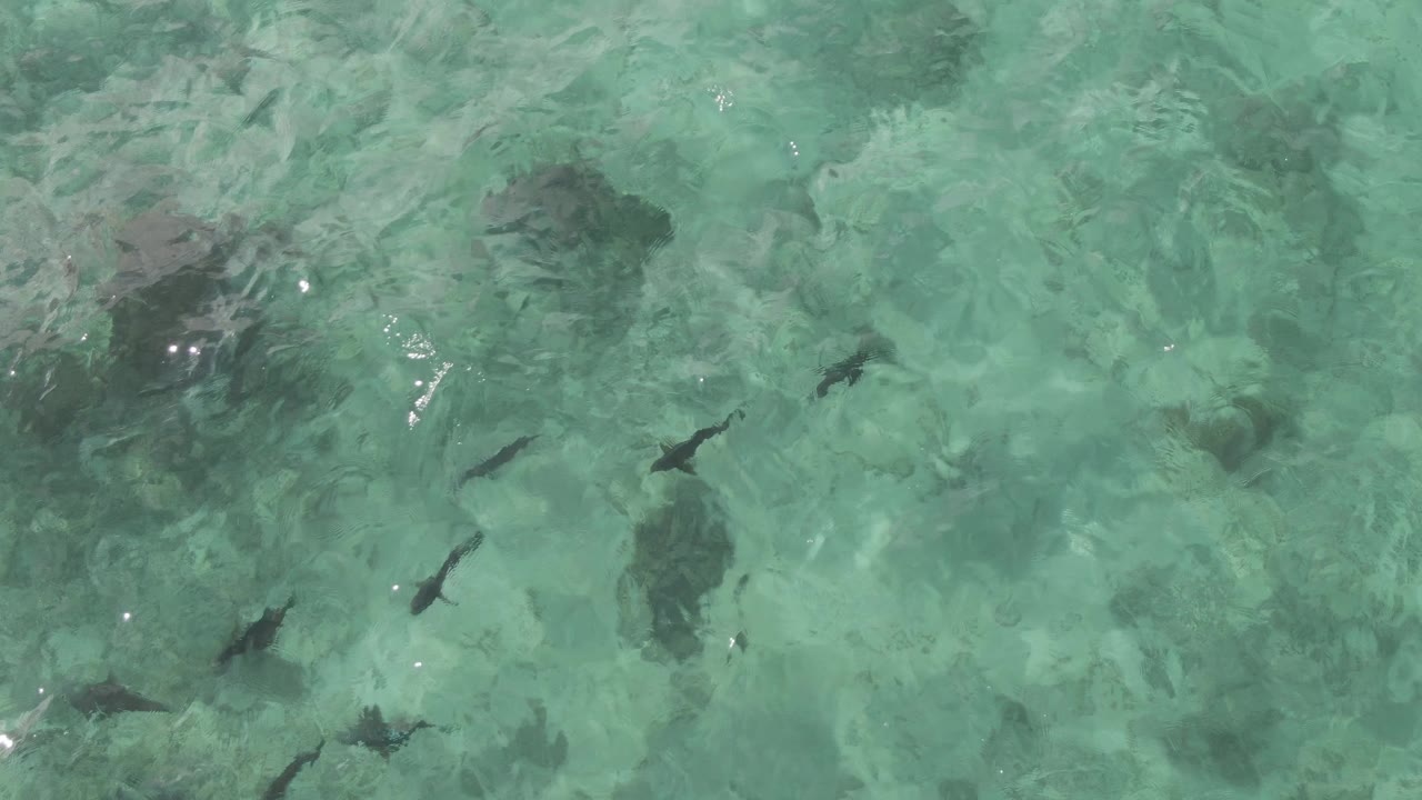 Overhead view at Playa El Arbolito Cabo Pulmo showing small dark fish spread across clear turquoise water above a pale rocky seabed, with no visible people.