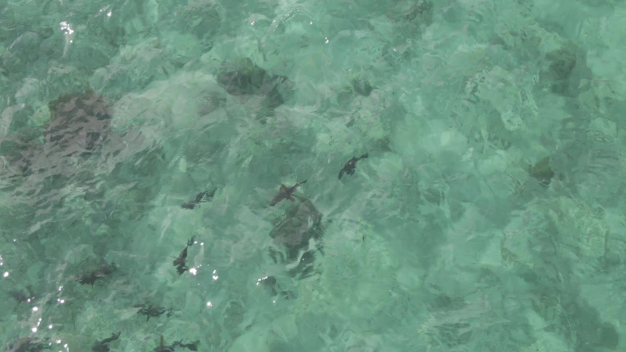 Fish silhouettes scattered across rippled shallow sea