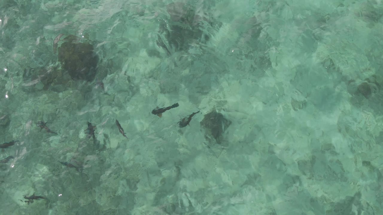 Small fish in shallow turquoise water above dark seabed patches.