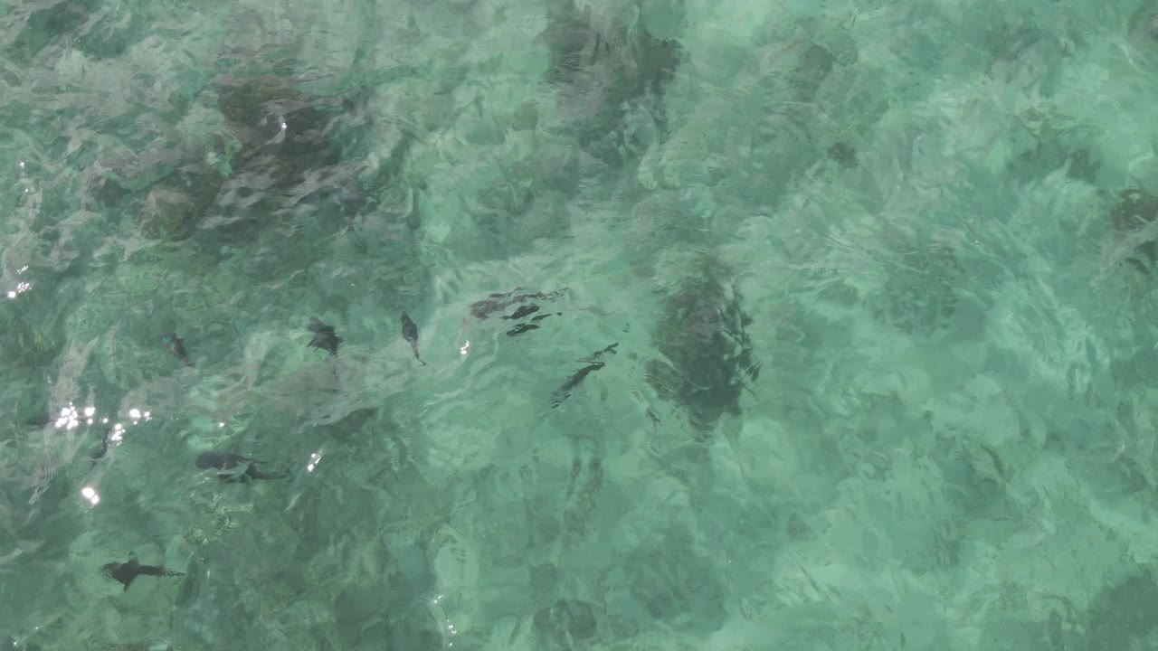 A second overhead frame from Playa El Arbolito Cabo Pulmo BCS Mexico shows scattered fish silhouettes under green-blue water and a cluster of bright surface reflections, with no visible people.