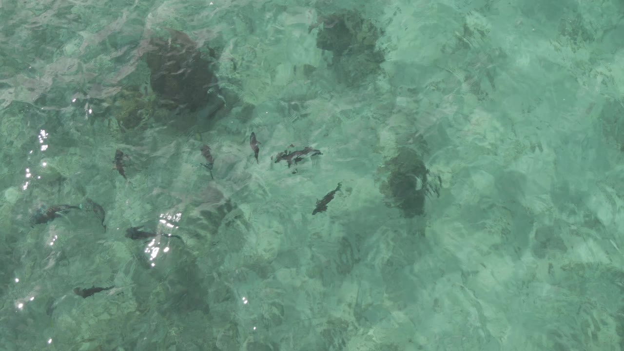 Overhead Playa El Arbolito Cabo Pulmo BCS Mexico frame with small fish crossing clear turquoise water beside larger dark underwater patches, with no visible people.
