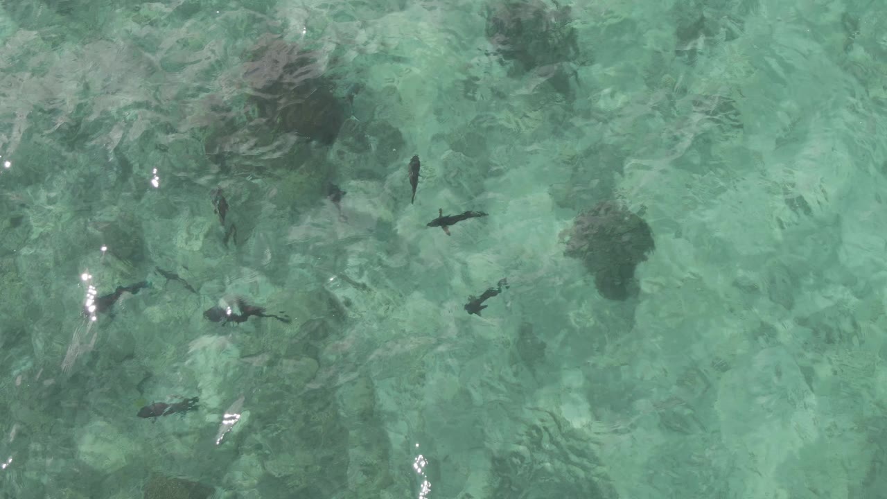 Mid-clip overhead frame at Playa El Arbolito Cabo Pulmo BCS Mexico showing small fish spaced across mottled shallow water and darker seabed forms, with no visible people.