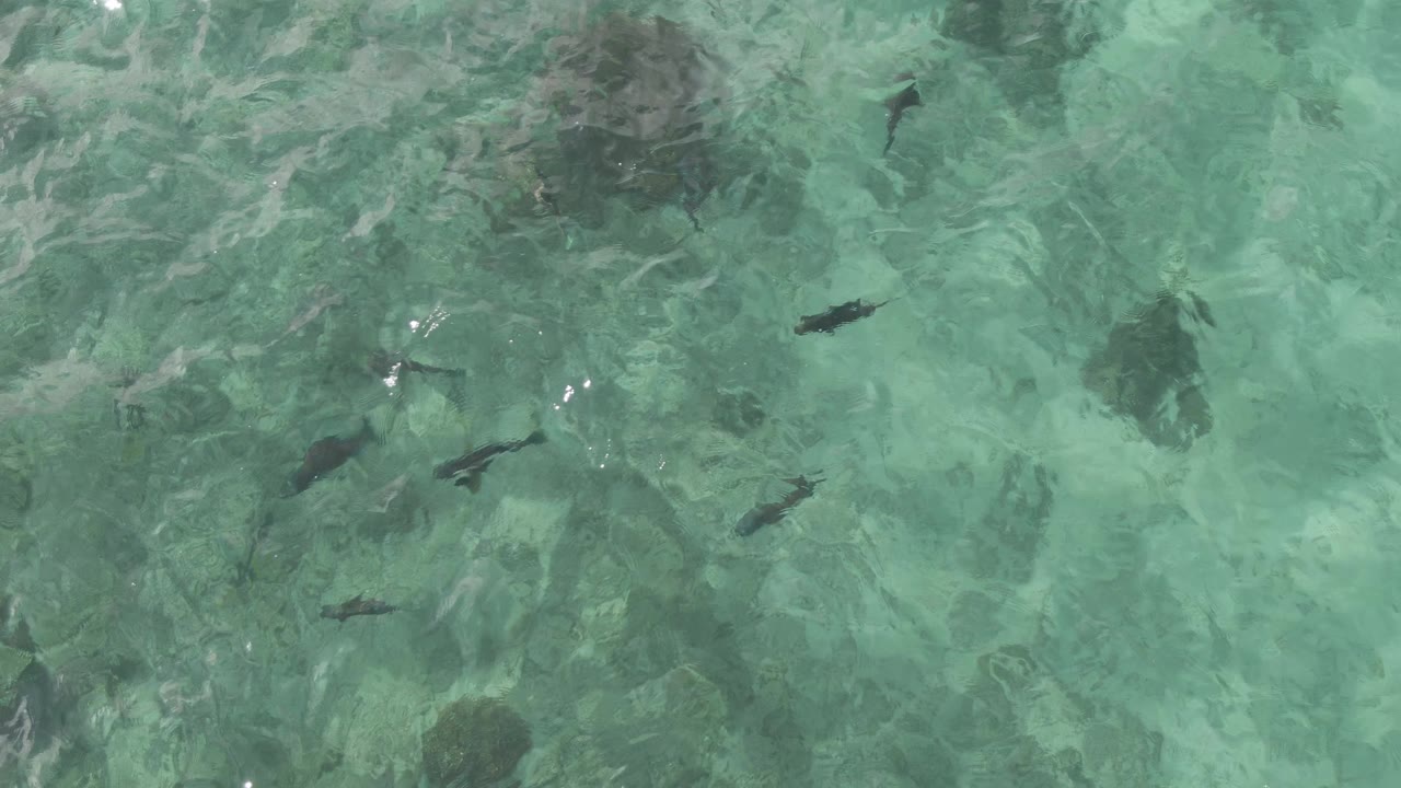 Overhead view at Playa El Arbolito Cabo Pulmo BCS Mexico showing several dark fish over pale underwater rocks in clear turquoise water, with no visible people.
