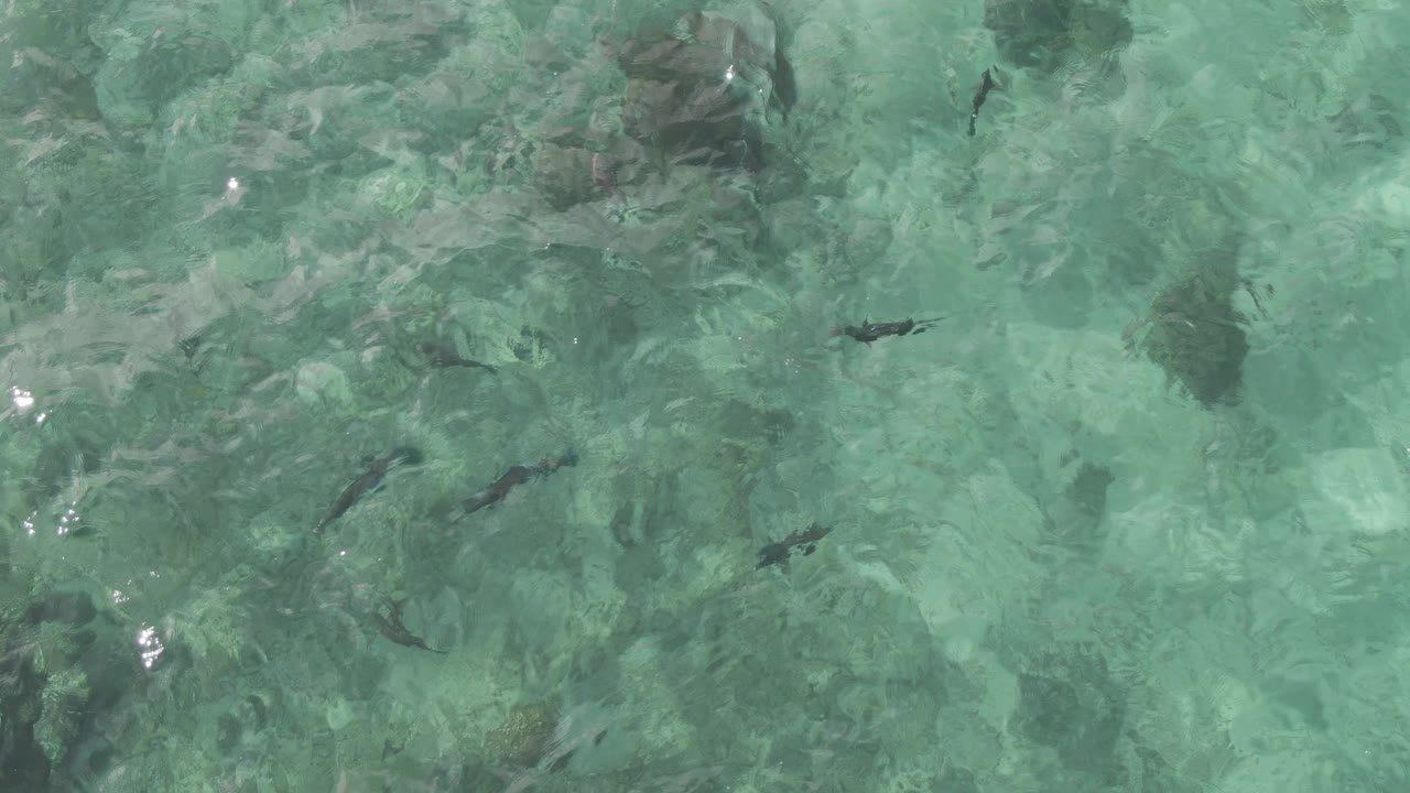 Top-down frame of fish scattered through green-blue shallow ocean water at Playa El Arbolito Cabo Pulmo BCS Mexico, with submerged rocks and no visible people.