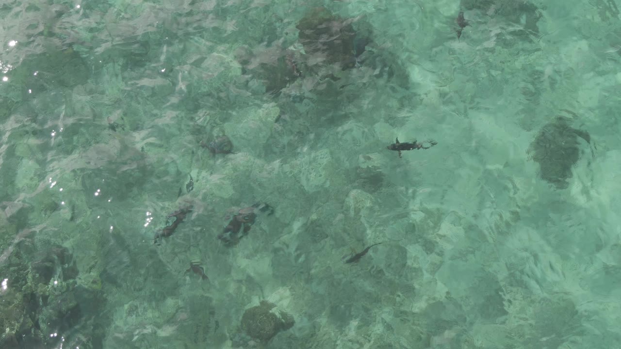 Overhead frame at Playa El Arbolito Cabo Pulmo BCS Mexico with dark fish silhouettes passing above reef-like rock patches under clear rippled water, with no visible people.