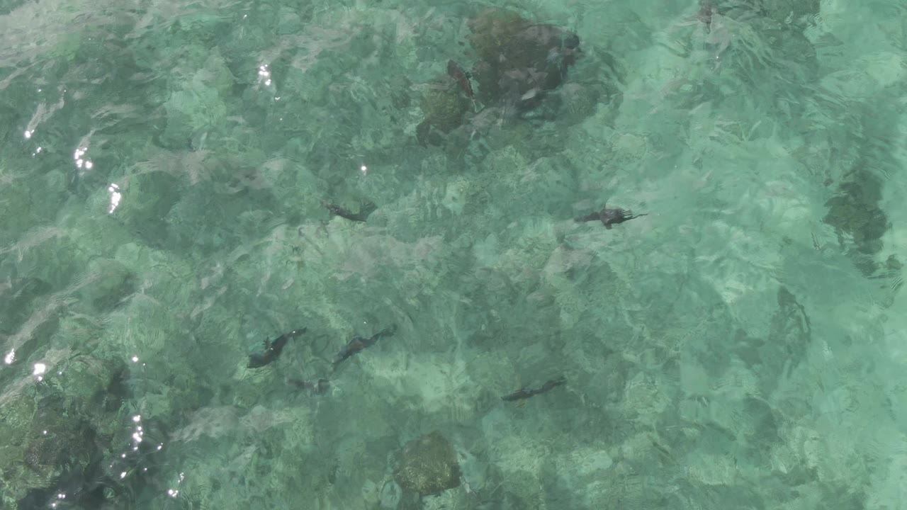 Top-down view at Playa El Arbolito Cabo Pulmo BCS Mexico showing a darker fish near the center-left and uneven underwater rocks beneath shallow turquoise water, with no visible people.