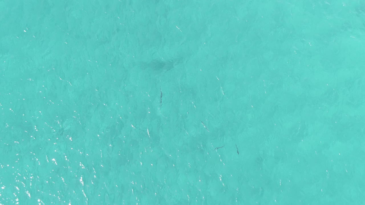 Top-down turquoise shallow water with small dark fish and ripples.