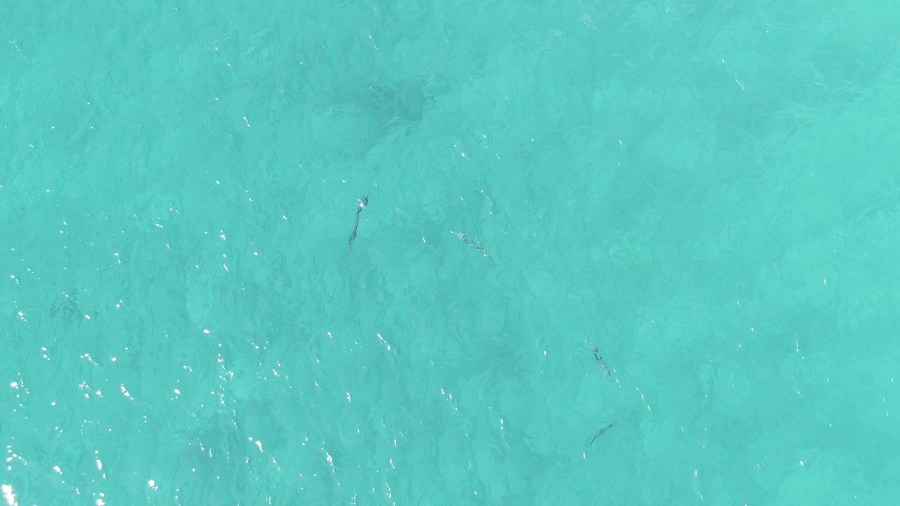 Top-down shallow water at Buzzards Beach East Cape BCS Mexico shows darker fish shapes across the turquoise frame, soft wave texture, and no visible people.