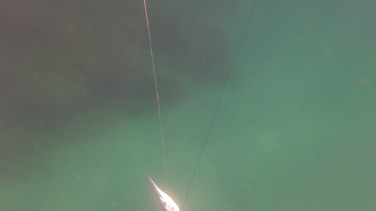 Underwater view in San Jose del Cabo, Mexico with a fish near taut fishing lines in green water and no visible people.