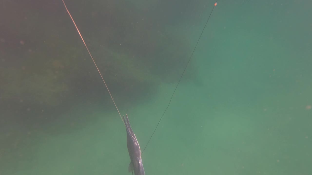 A fish sits closer to center below the surface in green San Jose del Cabo water, with crossing fishing lines and no visible people.